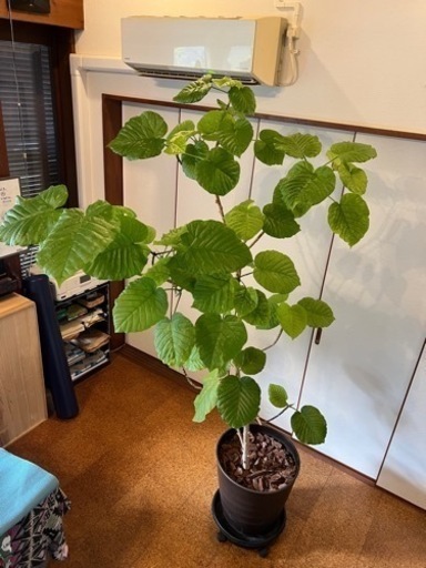 [植物売ります] フィカス・ウンベラータ