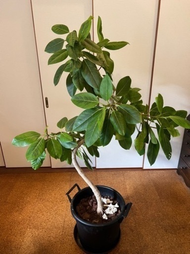 【売約済み】[植物売ります] フィカス・アルテシマ