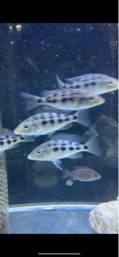 熱帯魚　アフリカンシクリッド  フッソクロミス　ロストラータス　±9㎝