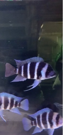 熱帯魚　アフリカンシクリッド  フロントーサ　モバ WILD 13〜15㎝　写真個体販売\n