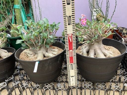 アデニウム 大株 塊根植物 植物 花 △【本日特価】現地球 大株 赤肌