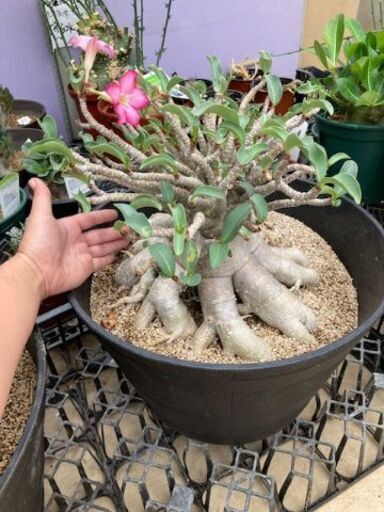 アデニウム　大株　塊根植物　植物　花