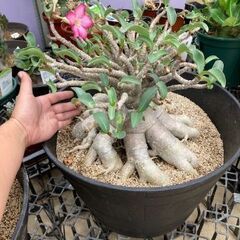 アデニウム 大株 塊根植物 植物 花