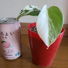 【お取引決定】観葉植物No.1