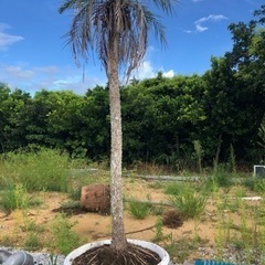 フェニックスの木