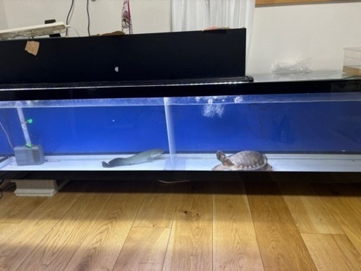 アクリル水槽　アロワナ　古代魚