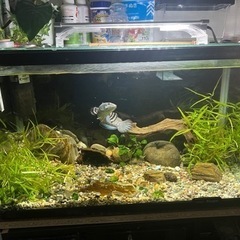 水槽セット
