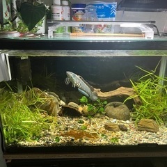 水槽セット
