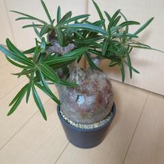 引越のための格安価格　グラキリス