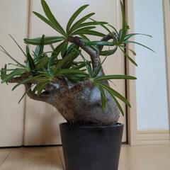 引越のための格安価格　グラキリス