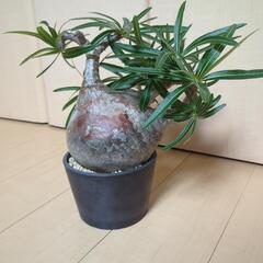 引越のための格安価格　グラキリス