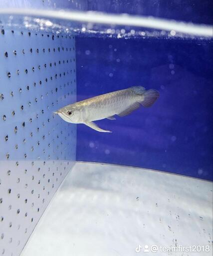 熱帯魚ショップのアシスタント