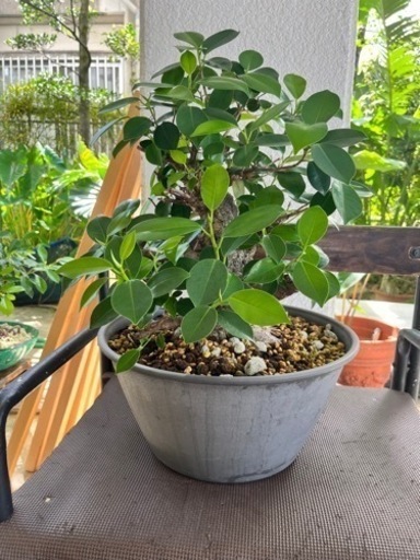 [観葉植物]ガジュマル
