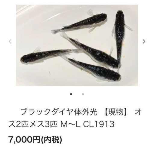 メダカ　改良メダカ