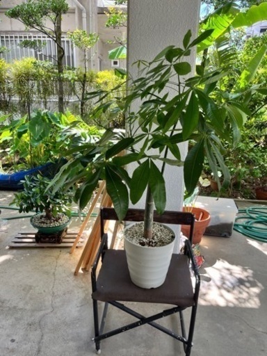 [観葉植物]パキラ