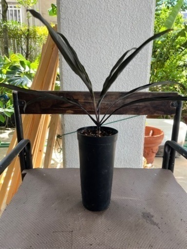 [観葉植物]コルジリネブラックスパイダー\n