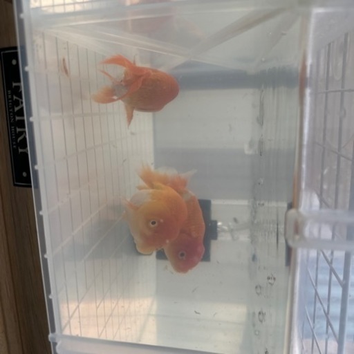 金魚\n