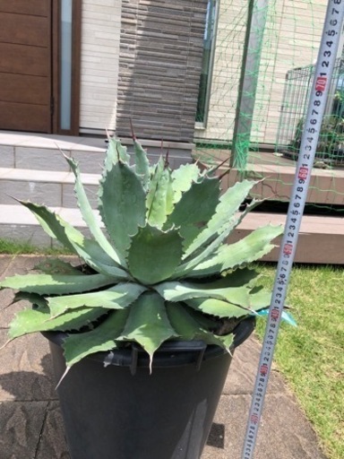 アガベ　ポタトラム
