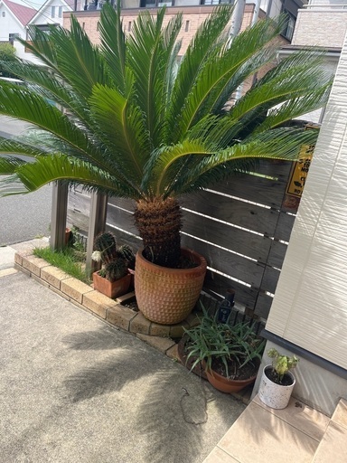 元気ソテツ