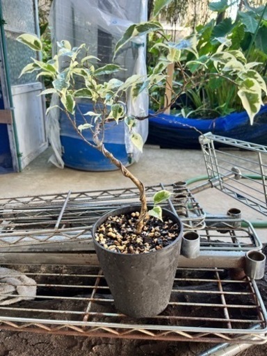 [観葉植物]ベンジャミンスターライト\n
