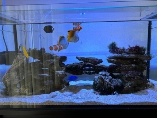 海水魚　ライブロック約10キロ前後