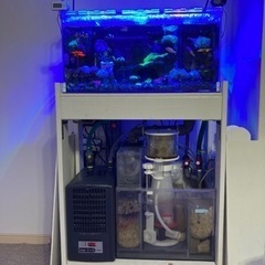 ACT様専用ページ オーバーフロー水槽セット