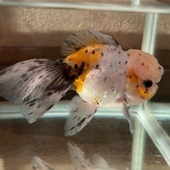 水槽セット ローズテールオランダ稚魚 無料スポットライト4個付き