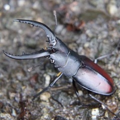 ノコギリクワガタ　カブトムシ