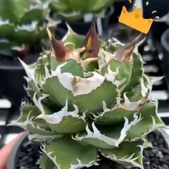 アガベ チタノタ 皇冠 クラウン