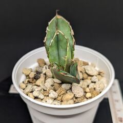 アガベ チタノタ 皇冠 クラウン