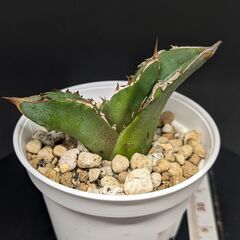 アガベ チタノタ 皇冠 クラウン