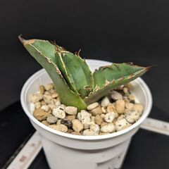 アガベ チタノタ 皇冠 クラウン