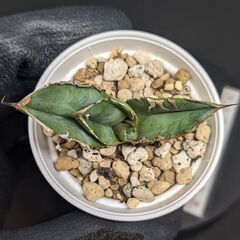 アガベ チタノタ 皇冠 クラウン