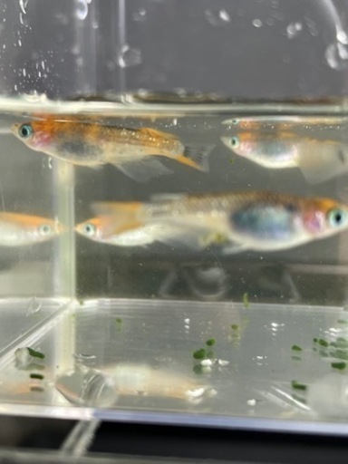 ３色メダカ2ペア