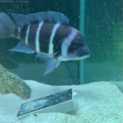 熱帯魚 アフリカンシクリッド フロントーサ WILDモバ 15センチ