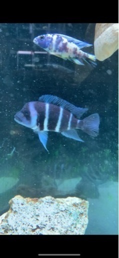 熱帯魚　アフリカンシクリッド  フロントーサ　WILDモバ　15センチ　アフリカ直輸入　写真個体販売