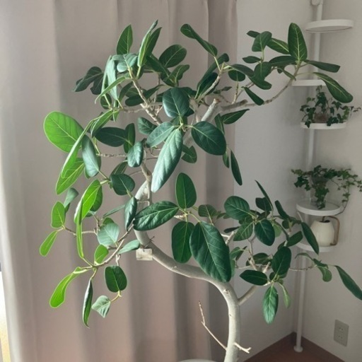 観葉植物 フィカス ベンガレンシス 曲がり 陶器鉢