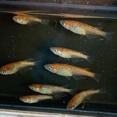 三色ラメ幹之メダカ　今年の春生まれの若魚　10匹　1000円