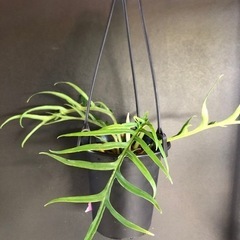 観葉植物 フィロデンドロン トータム