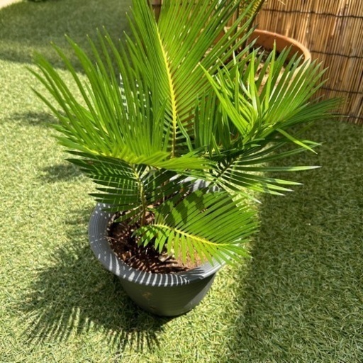 蘇轍（ソテツ）　子株③ 観葉植物