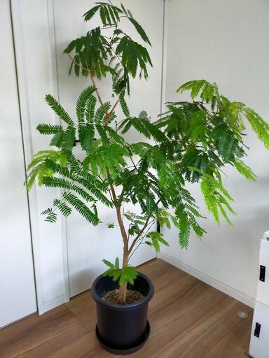 エバーフレッシュ　観葉植物　ネムノキ