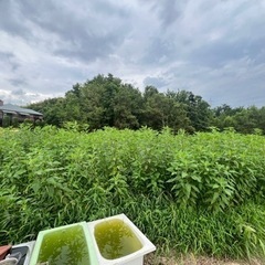 自然農法　無農薬　菊芋種芋(予約販売)100kg 11月から3月...