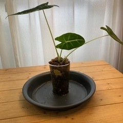 【ネット決済】複数出品 アロカシア グリーンベルベット5 植物
