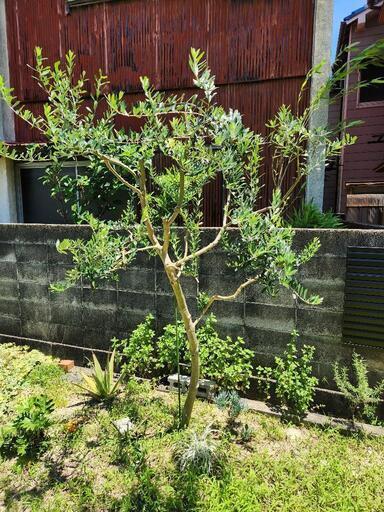オリーブの木 約3メートル❶抜根から引き取りできる方のみ ☆オリーブの木☆(約2メートル) オリーブの木 約3メートル➀抜根
