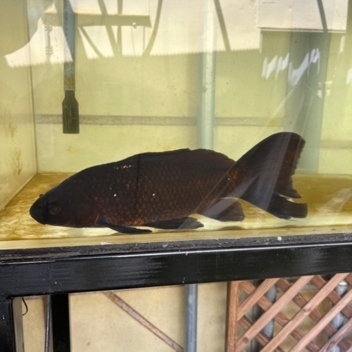 ブラックガリバー