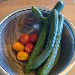 家庭菜園の収穫野菜