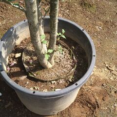 ムクゲ株立ち7-1