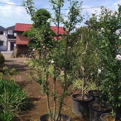 ムクゲ株立ち7-1