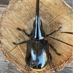 ネプチューンオオカブト132ミリ