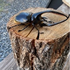 ネプチューンオオカブト132ミリ ネプチューンオオカブト132ミリ